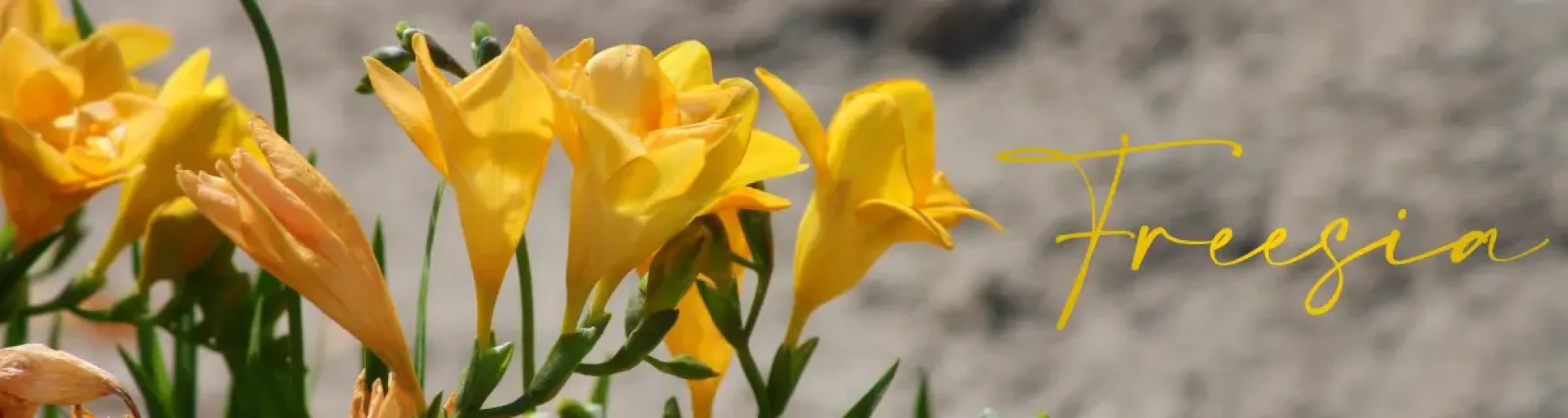 bd9943f0-7eca-415d-b22b-13a87603caa8