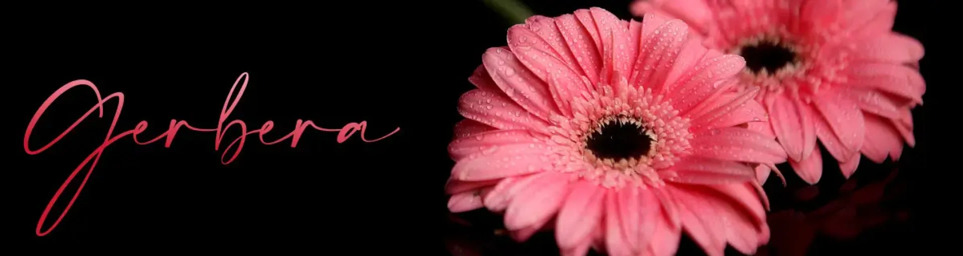 ca1afe5d-8eb5-4906-80cd-30d58dec8024